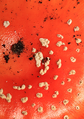 Amanina fly agaric macro