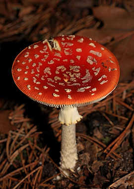 Amanina fly agaric macro