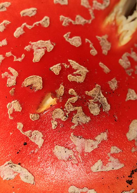 Amanina fly agaric macro