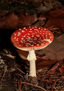 Amanina fly agaric macro