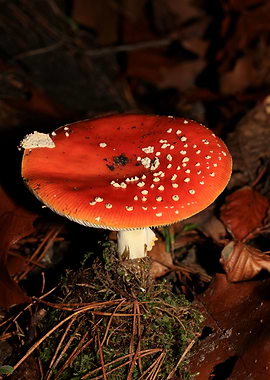 Amanina fly agaric macro
