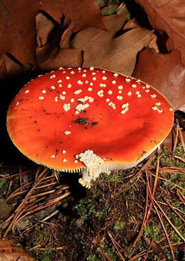 Amanina fly agaric macro