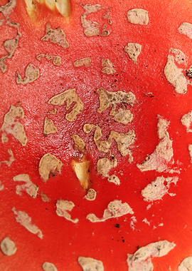 Amanina fly agaric macro