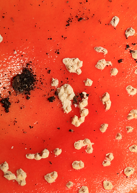 Amanina fly agaric macro