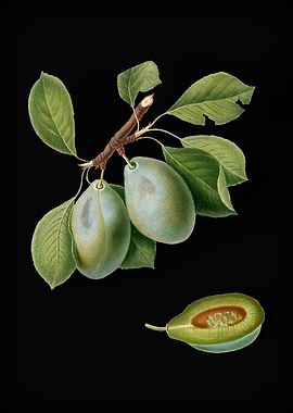 Vintage Plum Fruit Plant