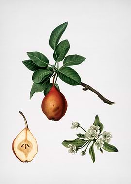 Vintage Pear Fruit Food