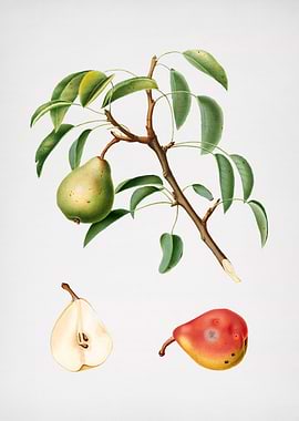 Vintage Pear Fruit Food