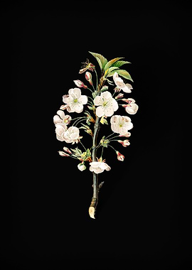 Vintage Pear Tree Flowers