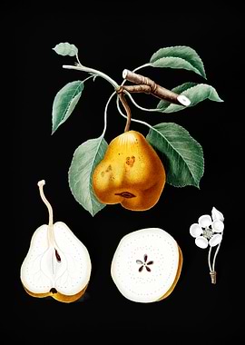 Vintage Pear Fruit Plant