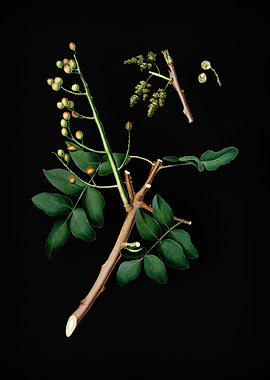 Vintage Pistachio Fruit