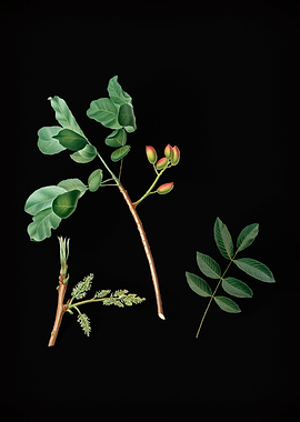 Vintage Pistachio Fruit