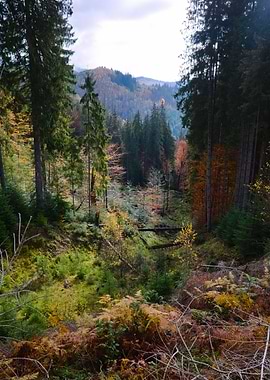 Autumn mountains forest