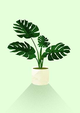 Monstera