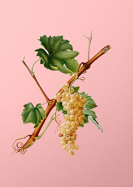 Vintage Vermentino Grapes