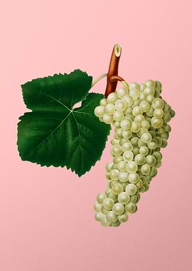 Vintage White Grape Fruit