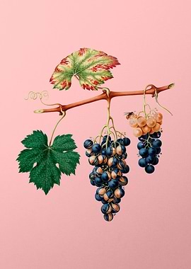 Vintage Summer Grape Fruit