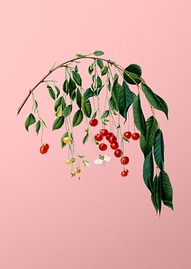 Vintage Visciola Cherries