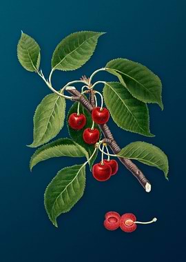 Vintage Sour Cherry Fruit