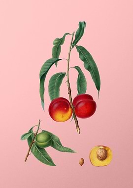 Vintage Walnut Peach Fruit