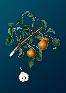 Vintage Seckel Pear Fruit