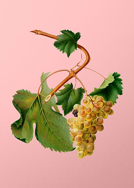 Vintage Vermentino Grapes