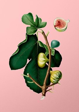 Vintage White Peel Fig Art