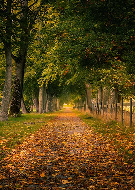 Autumn Alley Road