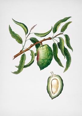 Vintage Almond Fruit Art