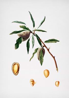 Vintage Almond Fruit Seeds