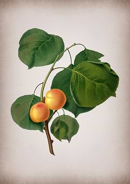 Vintage Yellow Apricot Art