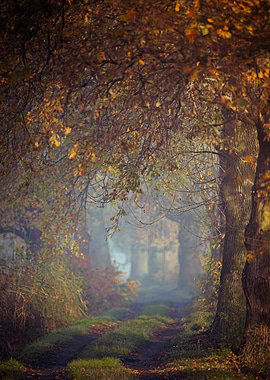 morning in the forest 3