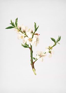 Vintage Almond Tree Flower