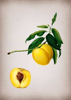 Vintage Yellow Apricot Art