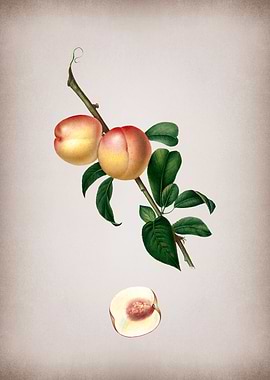 Vintage White Walnut Fruit