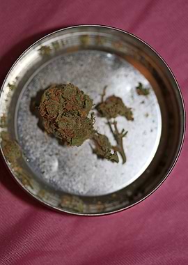 Super lemon haze cannabis