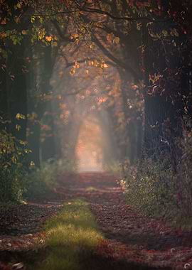 dawn in the autumn forest