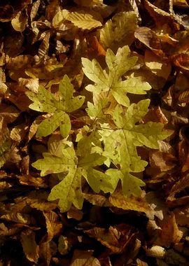 Autumn yellow leaves