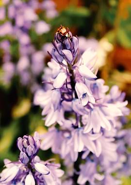 Ladybird On A Bluebell