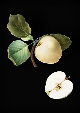 Vintage Astracan Apple Art