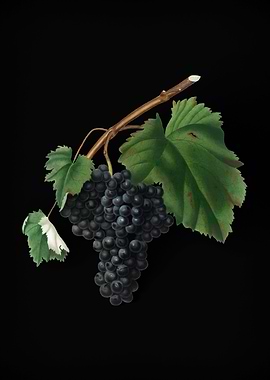 Vintage Black Canaiolo Art