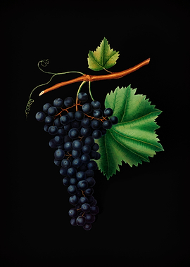 Vintage Berzemina Grapes