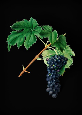 Vintage Aleatico Grapes