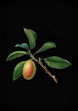 Vintage Armenian Plum Food