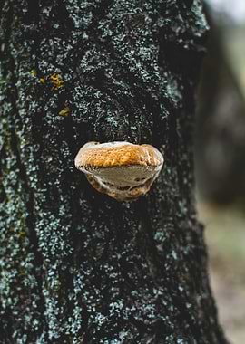 Tree mushroom