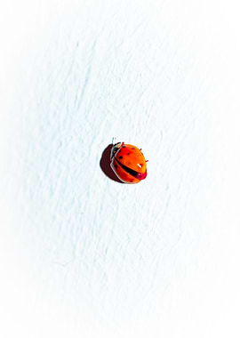 Ladybug Point On Canvas