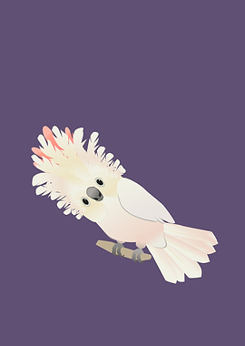 Salmoncrested cockatoo