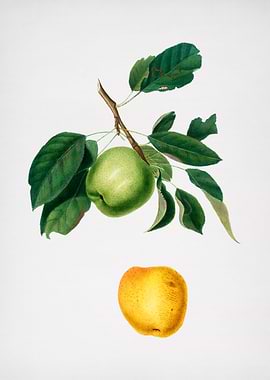 Vintage Apple Fruit Poster