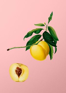 Vintage Yellow Apricot Art