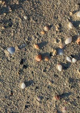 Shells close up Elafonisi