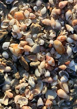 Shells close up Elafonisi